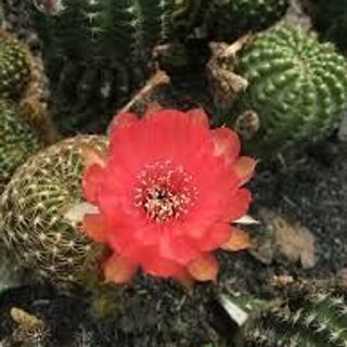 Xương rồng lobi