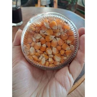 Lọ thủy tinh,vải ren, trang trí từ bắp ngô khô tự nhiên