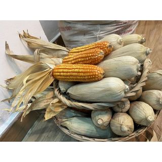 Bắp khô trang trí , ngô khô decor, bắp vàng