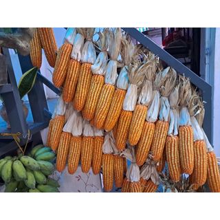 Ngô bắp khô, bắp khô trang trí