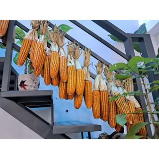 Ngô bắp khô, bắp khô trang trí