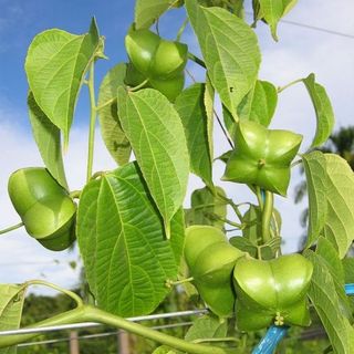 Hạt Sachi nhân trắng rang