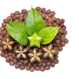 Hạt Sachi nhân đen giá sỉ Tuk Green