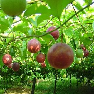 Dầu hạt chanh dây ép lạnh Tuk Green giá sỉ