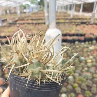 Xương rồng gai giấy