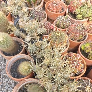 Xương rồng gai giấy