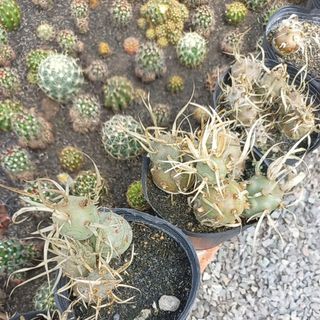 Xương rồng gai giấy