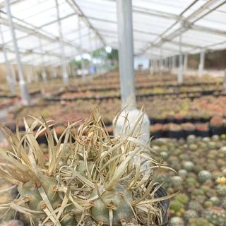 Xương rồng gai giấy