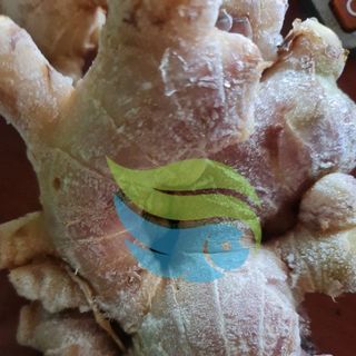 GỪNG ĐÔNG LẠNH