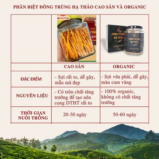 Nấm đông trùng hạ thảo khô sấy thăng hoa (10gr) - Nuôi trồng 100% Organic trên Cao nguyên Đà Lạt