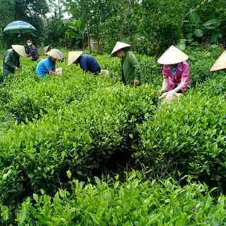1kg Trà xanh thái nguyên