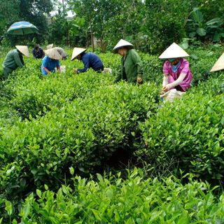 1kg Trà xanh thái nguyên