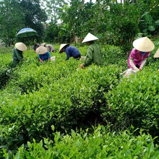 1kg Trà xanh thái nguyên
