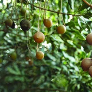 Dầu Macca nguyên chất Tuk Green