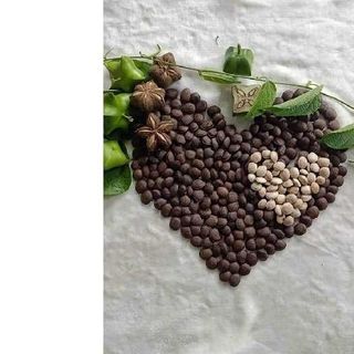 Hạt Sachi nhân đen Tuk Green Đắk Lắk