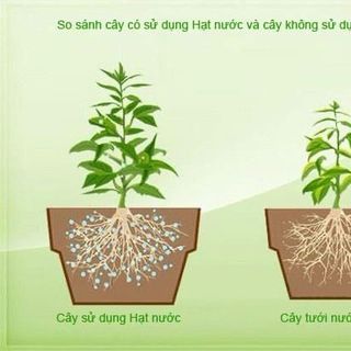 AMS1- polyme siêu hấp thụ nước