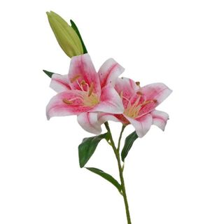 Hoa Lily (Bách Hợp)