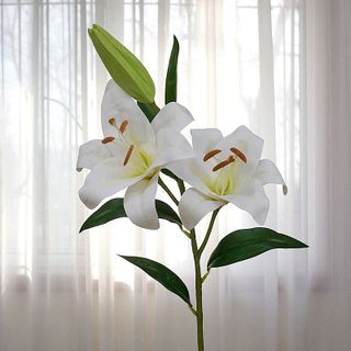 Hoa Lily (Bách Hợp)