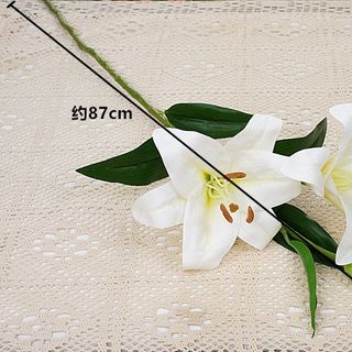 Hoa Lily (Bách Hợp)