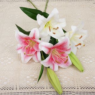 Hoa Lily (Bách Hợp)