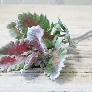 Lá Bạc Cúc