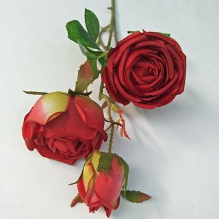 Hoa hồng công chúa giá sỉ