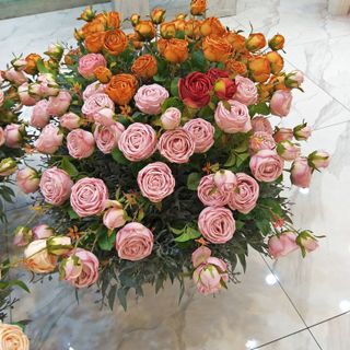 Hoa hồng công chúa