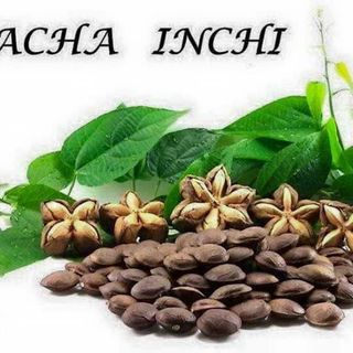 Hạt Sachi đen Tuk Green