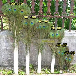 Lông công mắt to