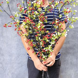 Cành dẻo trái đỏ