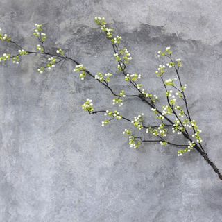 Cành dẻo trái đỏ