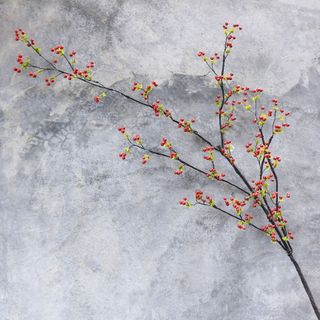 Cành dẻo trái đỏ