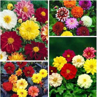 50hạt hoa thược dược mix màu bông siêu to