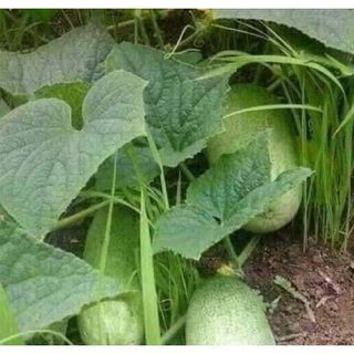 Gói 10 hạt giống dưa chuột mèo quả to đùng