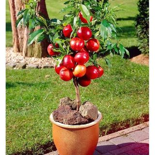 Bộ hạt giống táo lùn bon sai siêu quả độc lạ