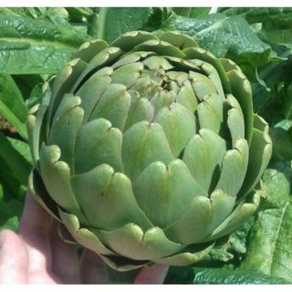 Gói 5 hạt giống hoa atiso xanh