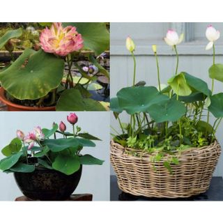 Gói 8 hạt giống sen mini Nhật trồng chậu nhiều màu cánh kép