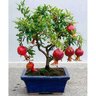 Hạt giống lựu lùn siêu quả trồng bonsai siêu độc lạ