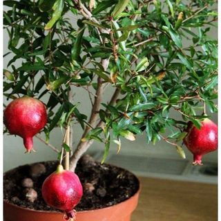 Hạt giống lựu lùn siêu quả trồng bonsai siêu độc lạ