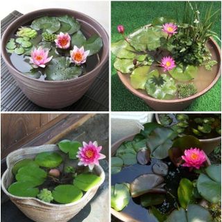 5 Hạt giống súng mini siêu nhỏ xinh nhiều màu