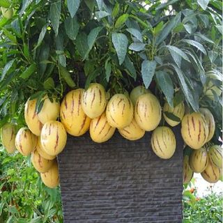Hạt dưa pepino nam Mỹ sọc vàng siêu quả hàng chuẩn