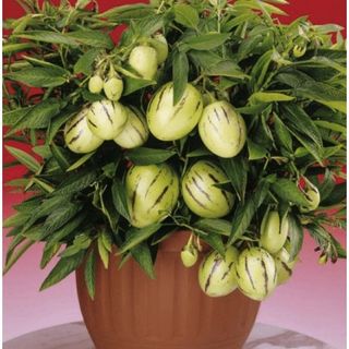 Hạt dưa pepino nam Mỹ sọc vàng siêu quả hàng chuẩn