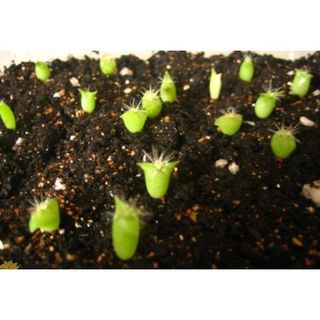 Gói 20 hạt giống hoa xương rồng đủ loại hàng nhập khẩu
