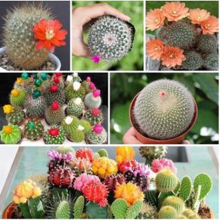 Gói 20 hạt giống hoa xương rồng đủ loại hàng nhập khẩu