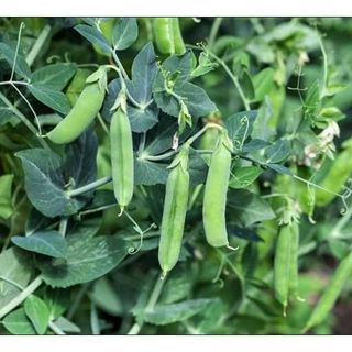 50gr hạt đậu hà lan nhập khẩu giống chuẩn hàng công ty