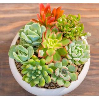 Gói 20 hạt giống sen đá kim cương nhiều loại nhiều màu
