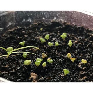 Gói 20 hạt giống cây tai thỏ siêu đáng yêu