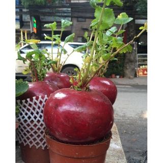 Hạt củ cải đỏ khổng lồ nặng 3-4kg sau 3 tháng gieo trồng giá sỉ