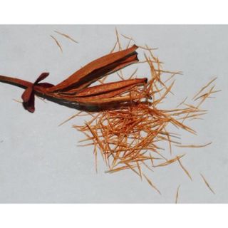 10hạt giống cây nắp ấm cây bắt ruồi cây ăn thịt