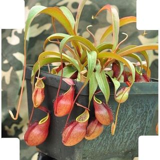 10hạt giống cây nắp ấm cây bắt ruồi cây ăn thịt
